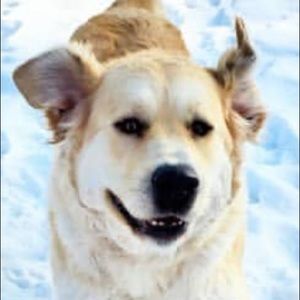 Meet your Posher, Sherry